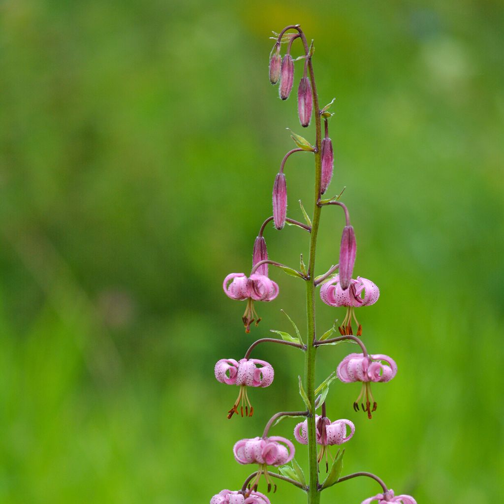 Türkenbund-Lilie - Lilium martagon