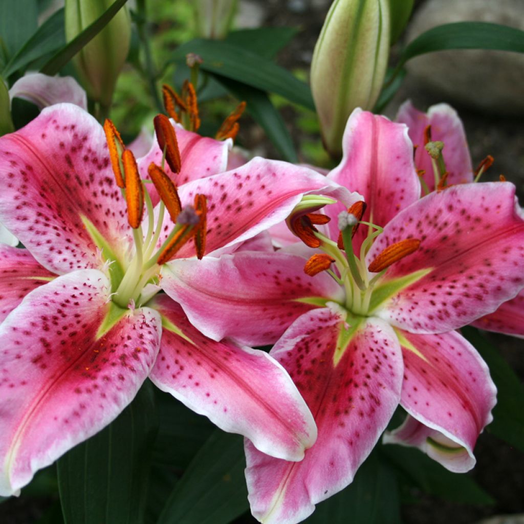 Orientalische Lilie Imperial Crimson - Lilium