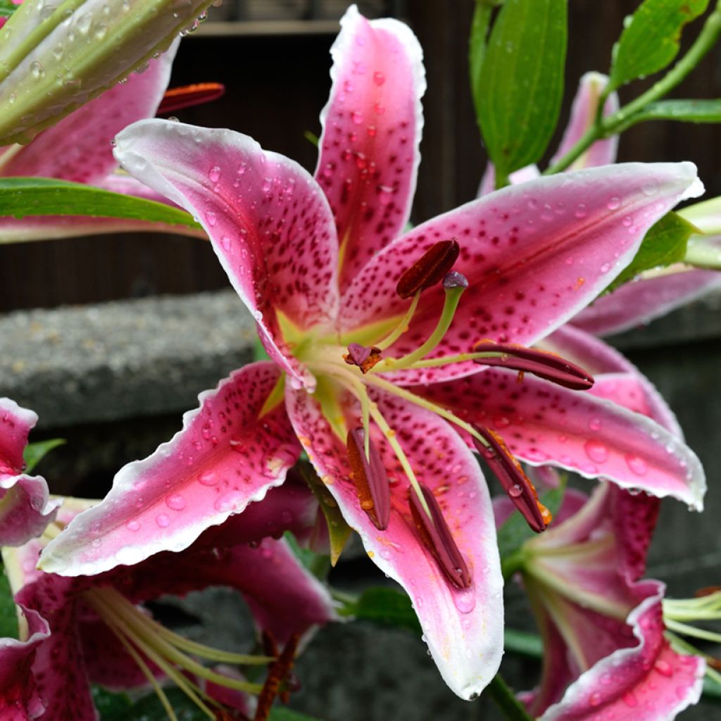 Orientalische Lilie Imperial Crimson - Lilium
