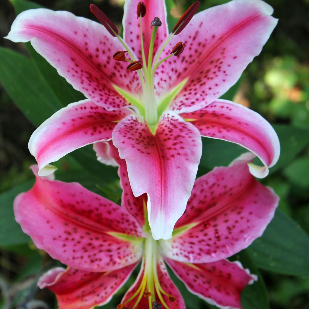 Orientalische Lilie Imperial Crimson - Lilium