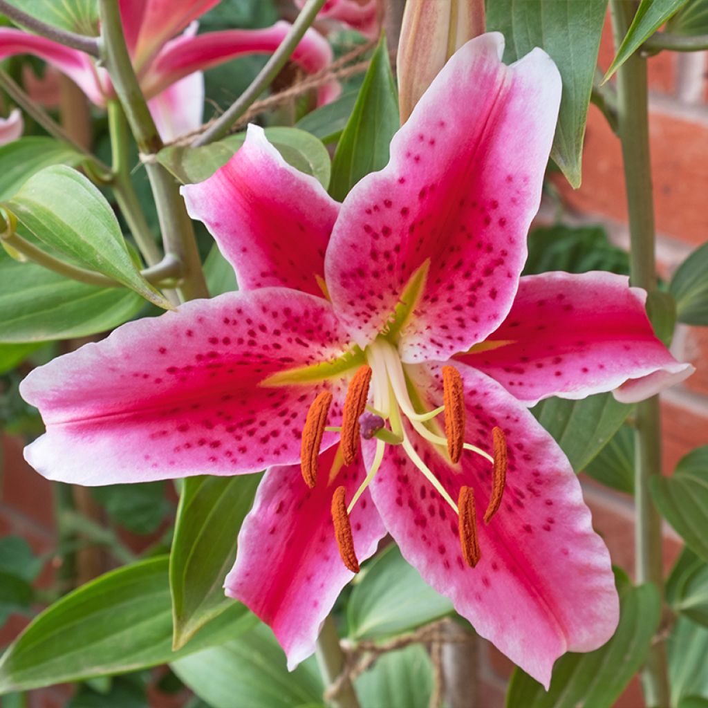 Orientalische Lilie Imperial Crimson - Lilium
