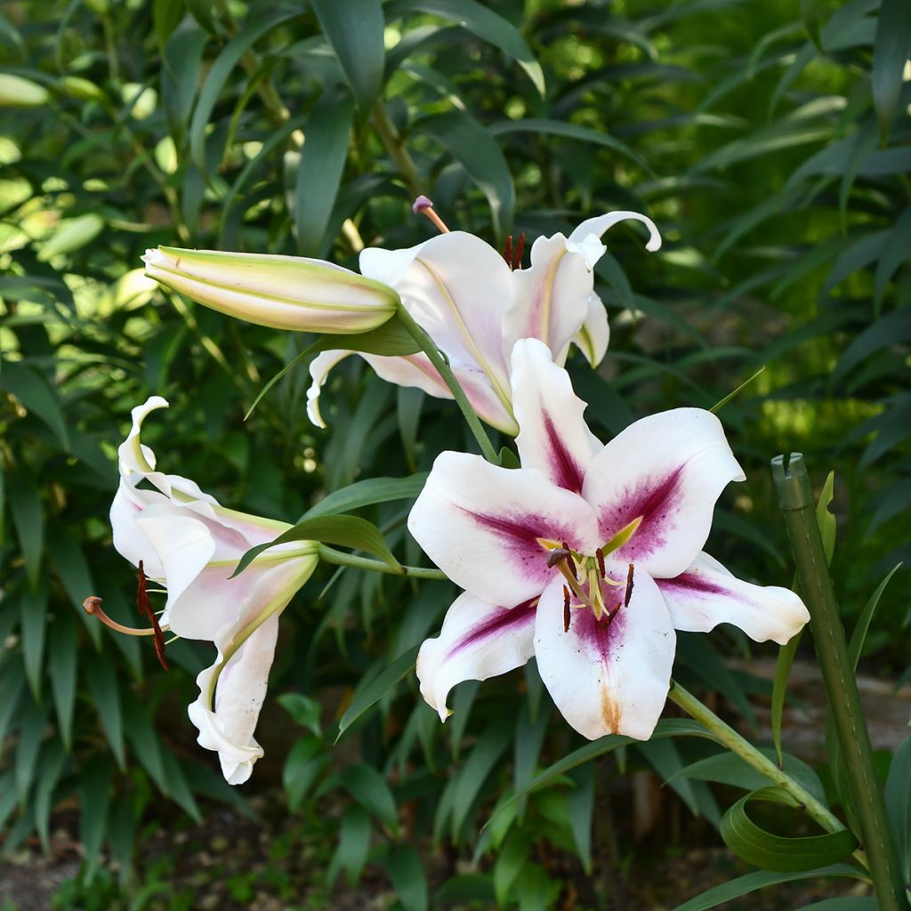 Orientalische Lilie Gaucho - Lilium