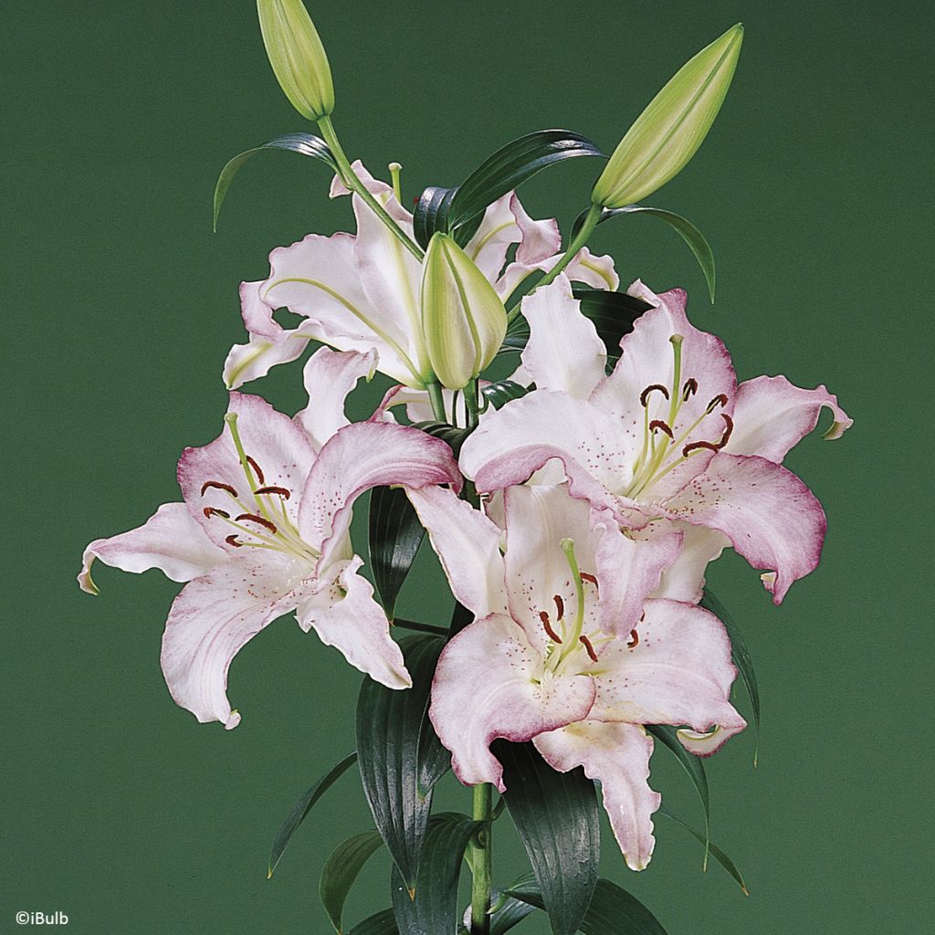 Orientalische Lilie Brasilia - Lilium