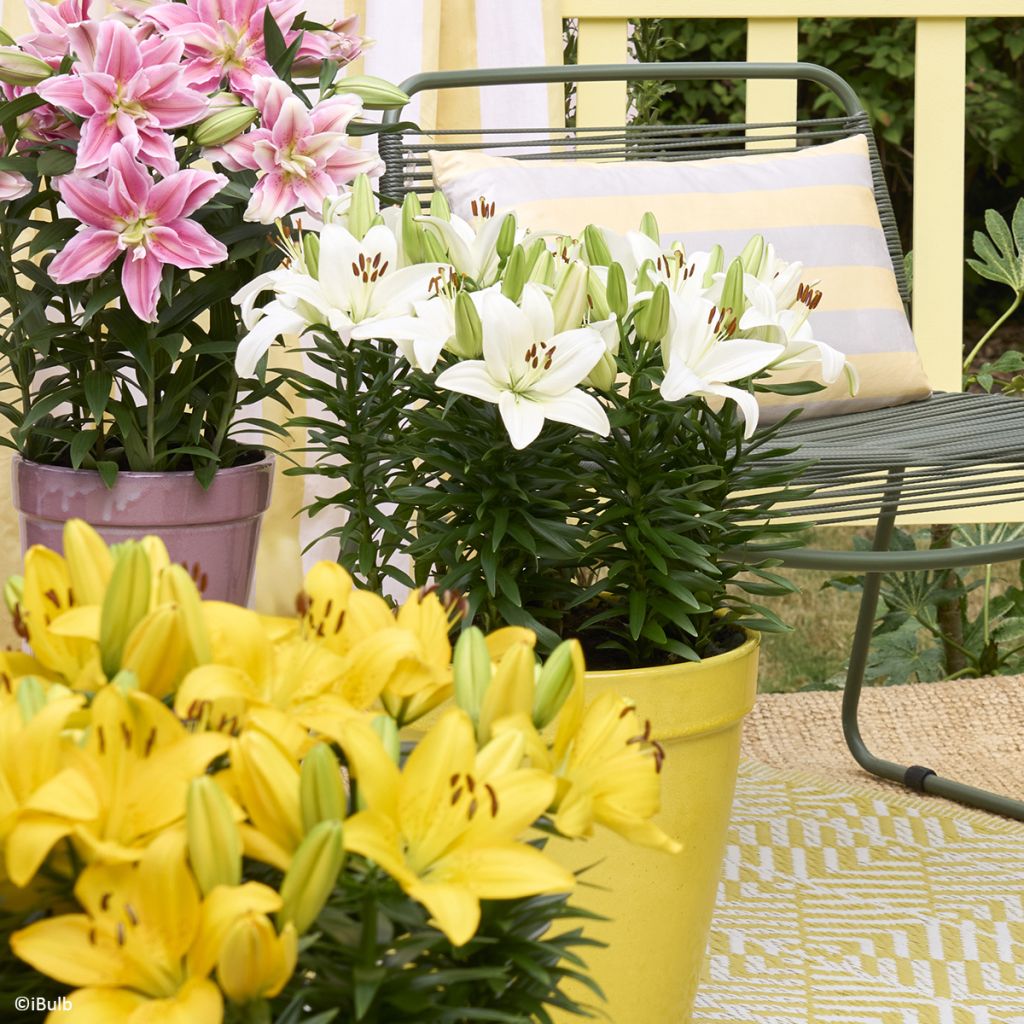 Asiatische Lilie Gwen - Lilium