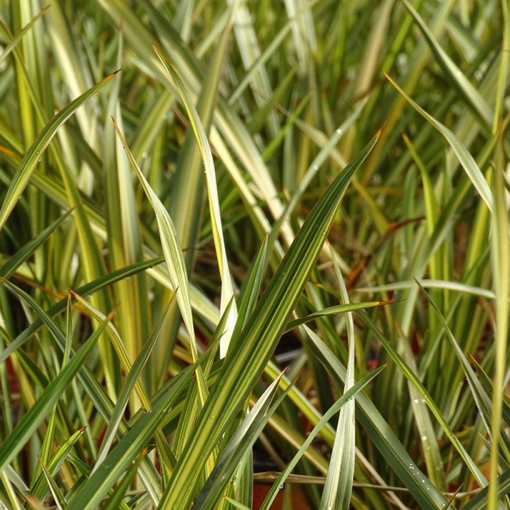 Phormium tenax Apricot Queen