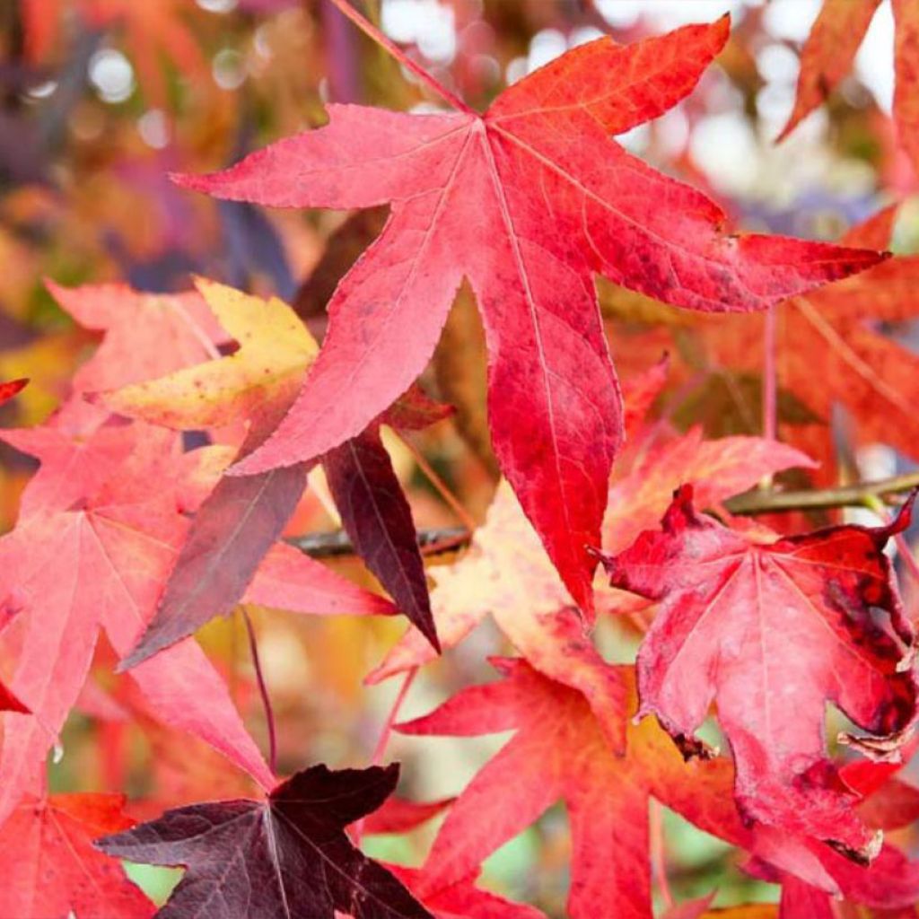 Liquidambar styraciflua Autumn Color Globe - Amberbaum