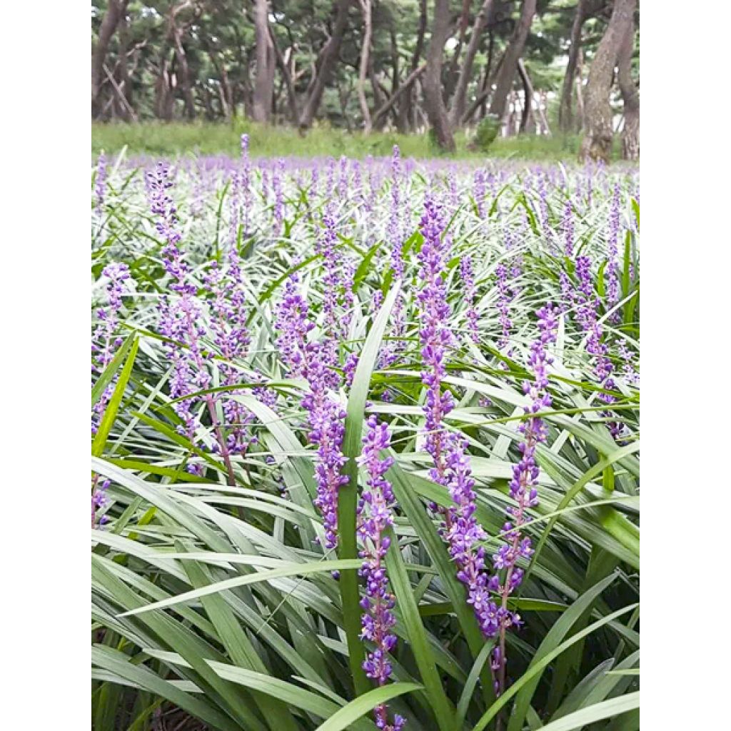 Liriope graminifolia var. densiflora
