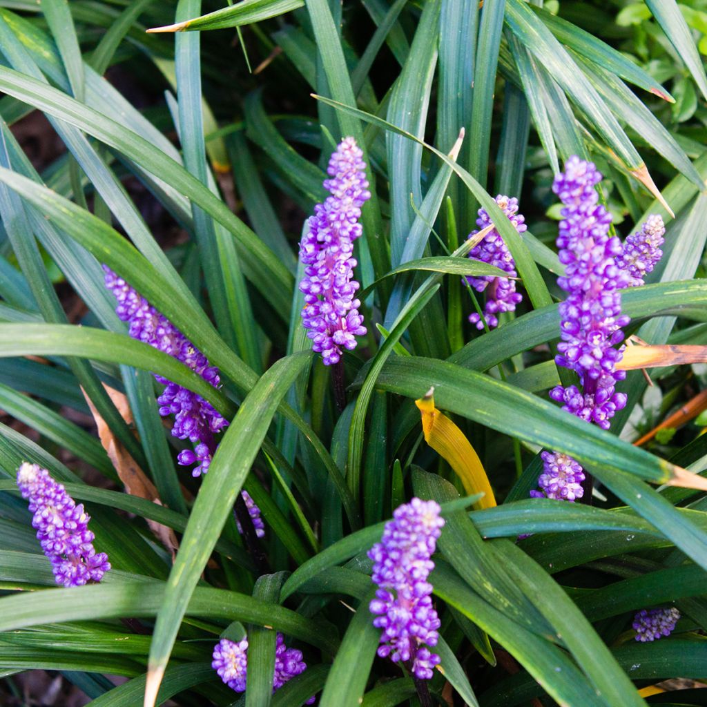Liriope muscari - Lilientraube