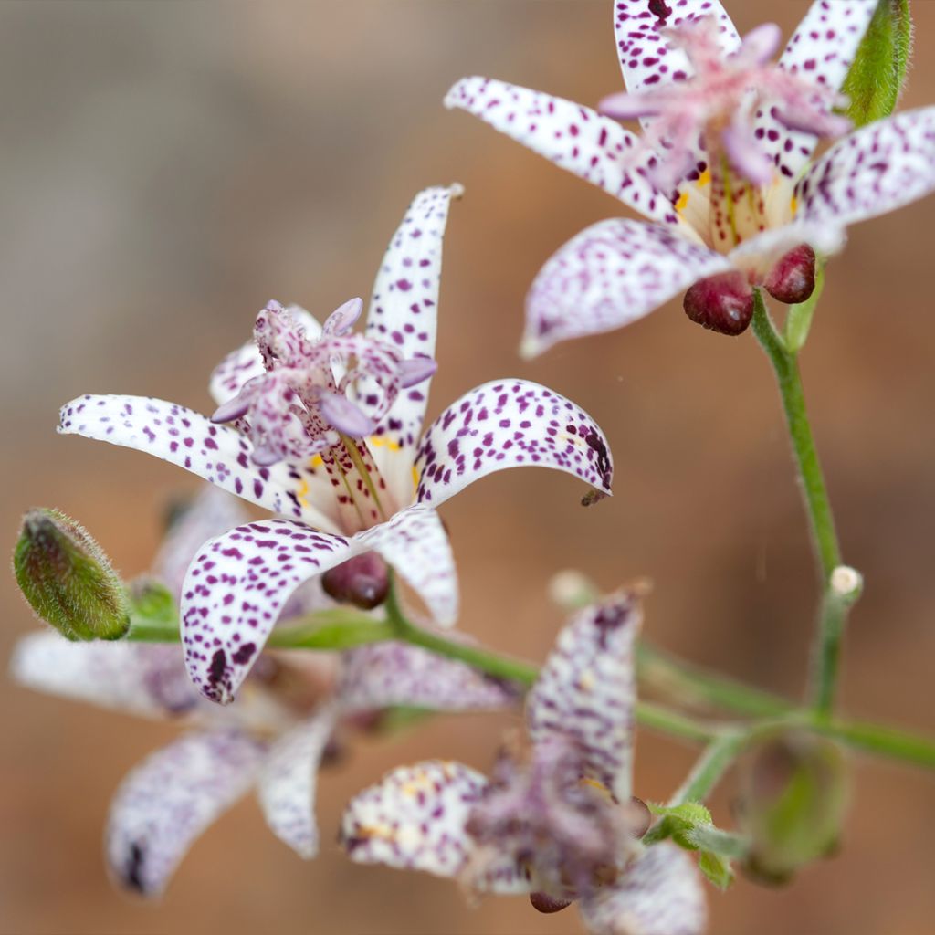Tricyrtis hirta Albomarginata - Krötenlilie