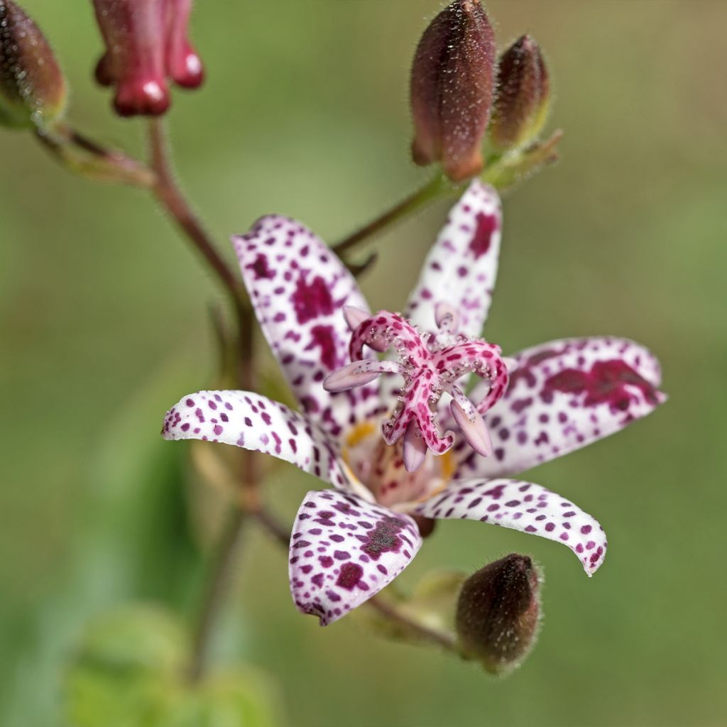 Tricyrtis hirta Albomarginata - Krötenlilie