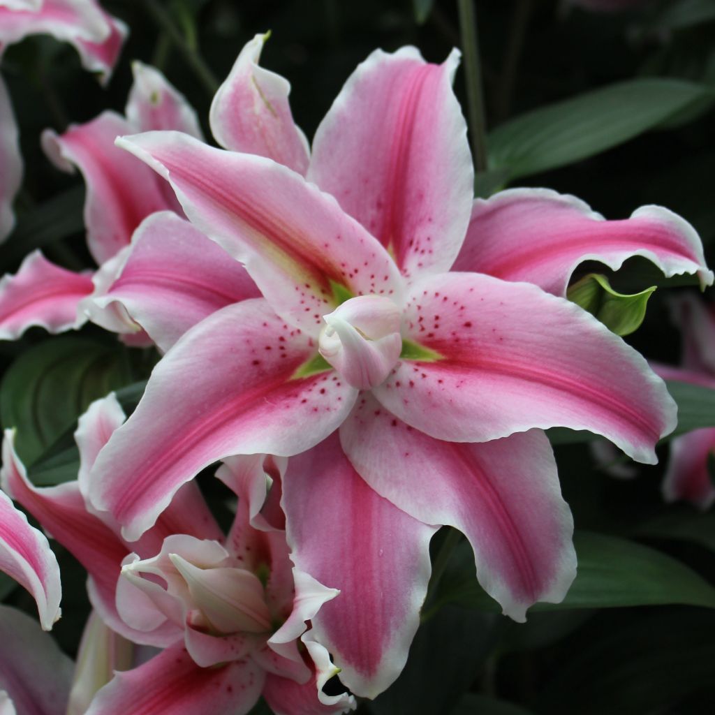 Orientalische Lilie Distant Drum - Lilium