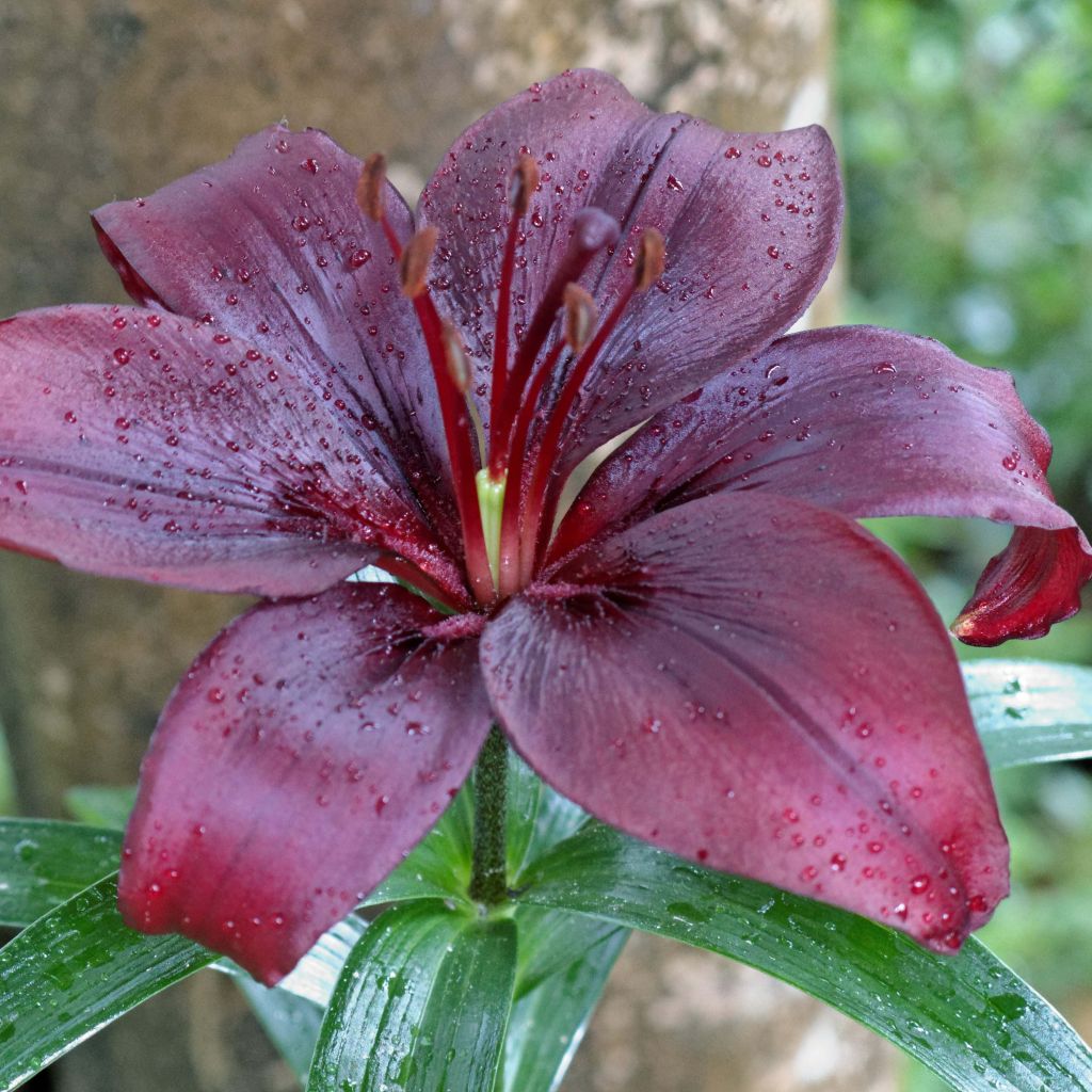 Asiatische Lilie Mapira - Lilium