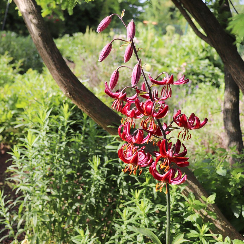 Lis martagon Claude Shride