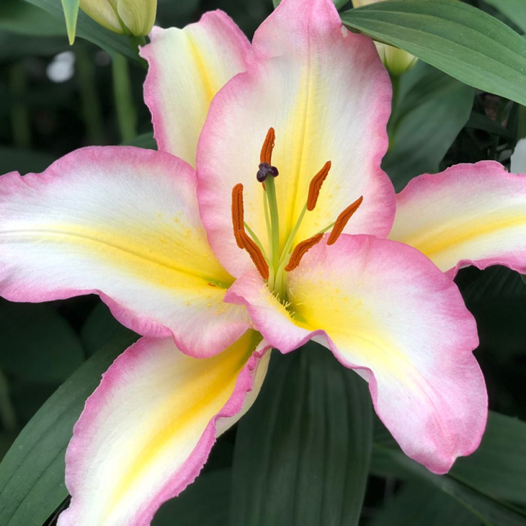 Orientalische Lilie Captain Tricolor - Lilium