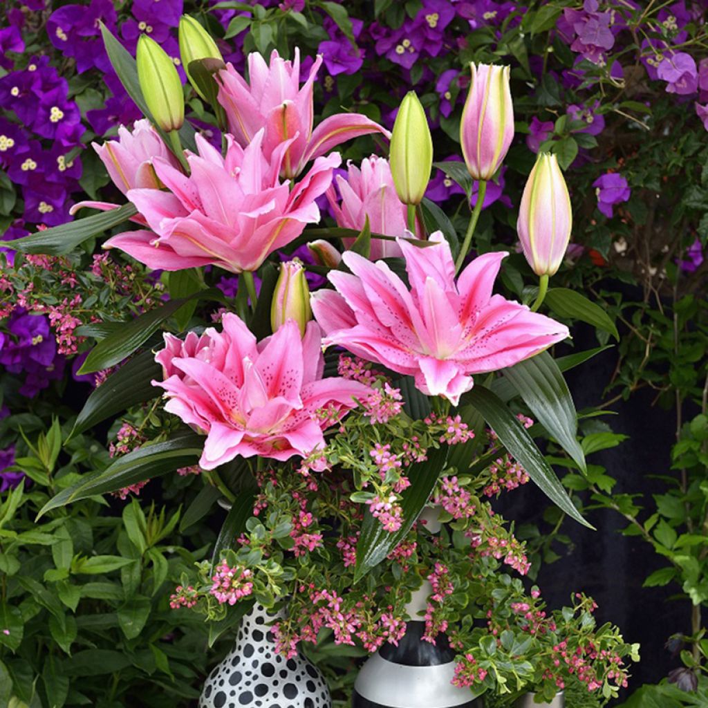 Orientalische Lilie Roselily Viola - Lilium