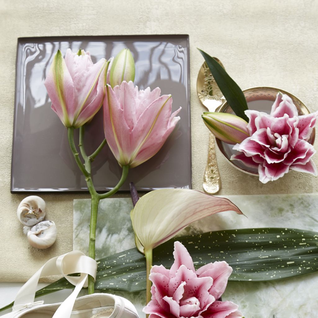 Orientalische Lilie Roselily Viola - Lilium