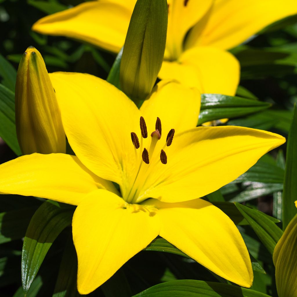 Orientalische Lilie Fuenta - Lilium