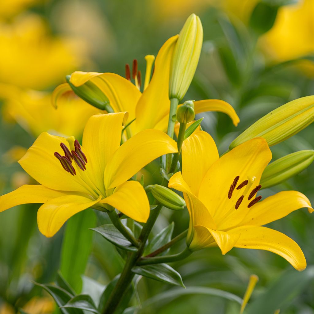 Hybrid Lilie Kesla - Lilium