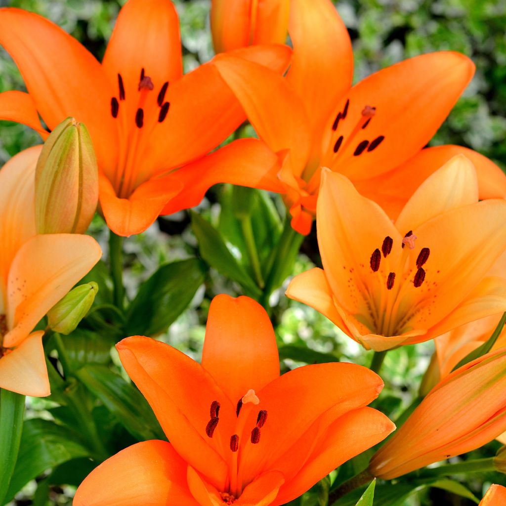 Hybrid-Lilie Surfside - Lilium