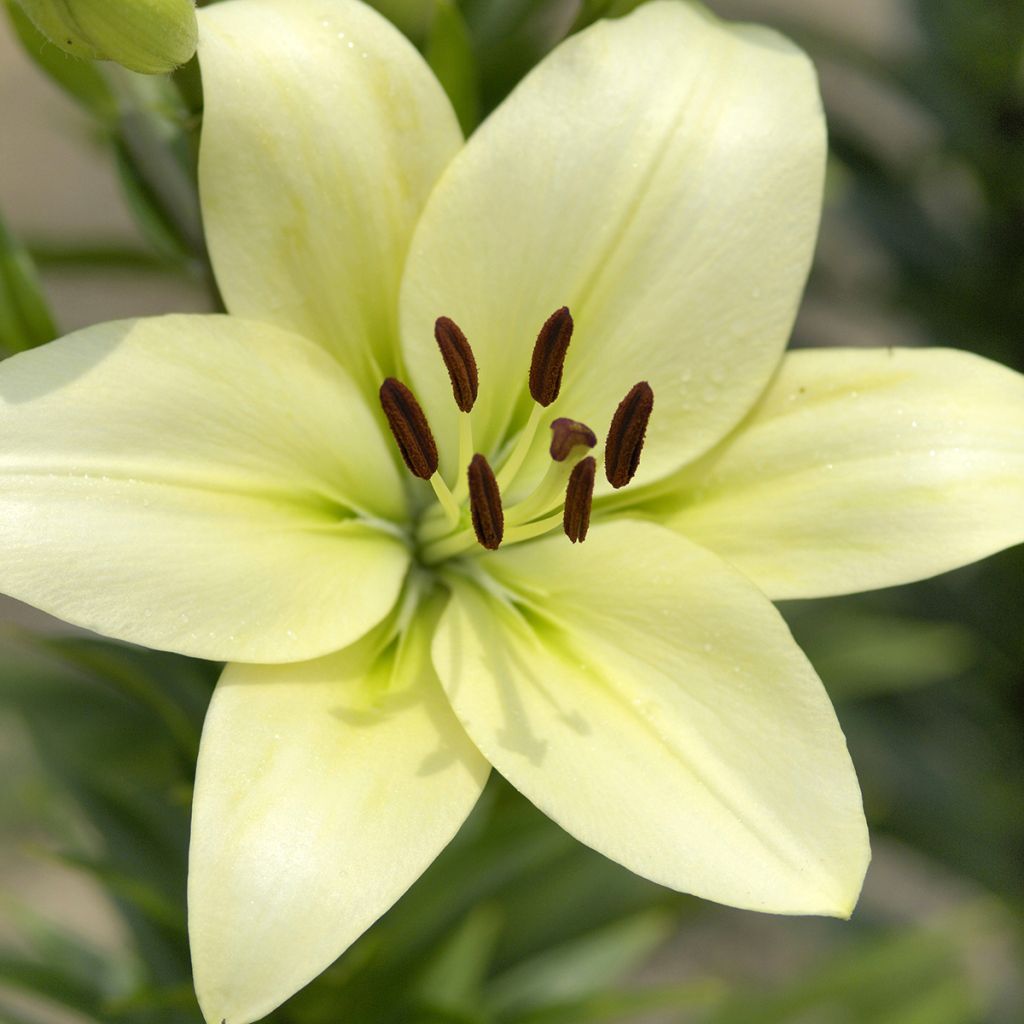 Lis hybride Caddy Butterfly Tropic - Lilium