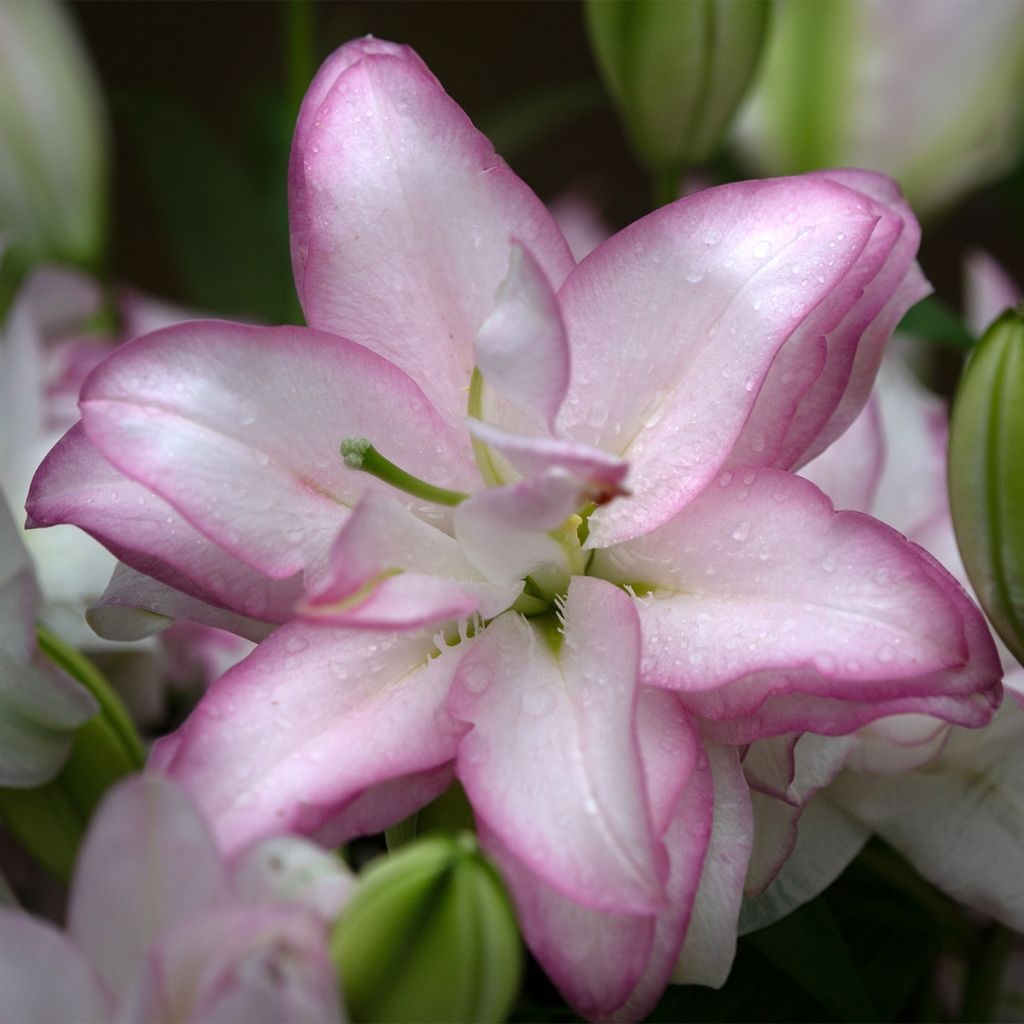 Orientalische Lilie Roselily Anouska - Lilium