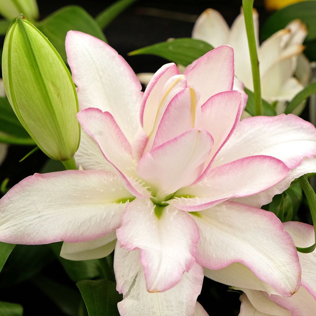 Orientalische Lilie Roselily Anouska - Lilium