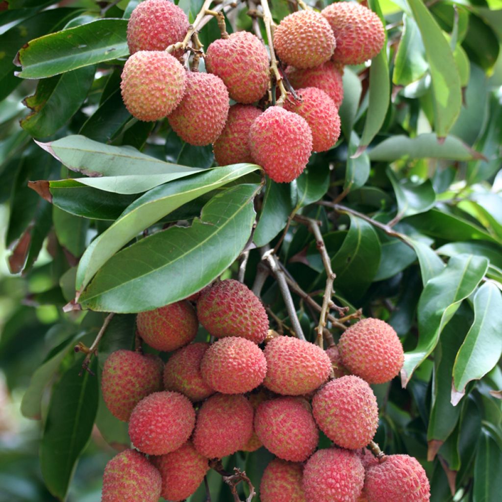 Litchi chinensis Kwai May Pink - Litschibaum