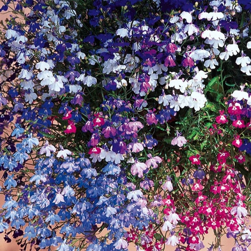 Lobelia erinus pendula Regatta Mix - Lobelie