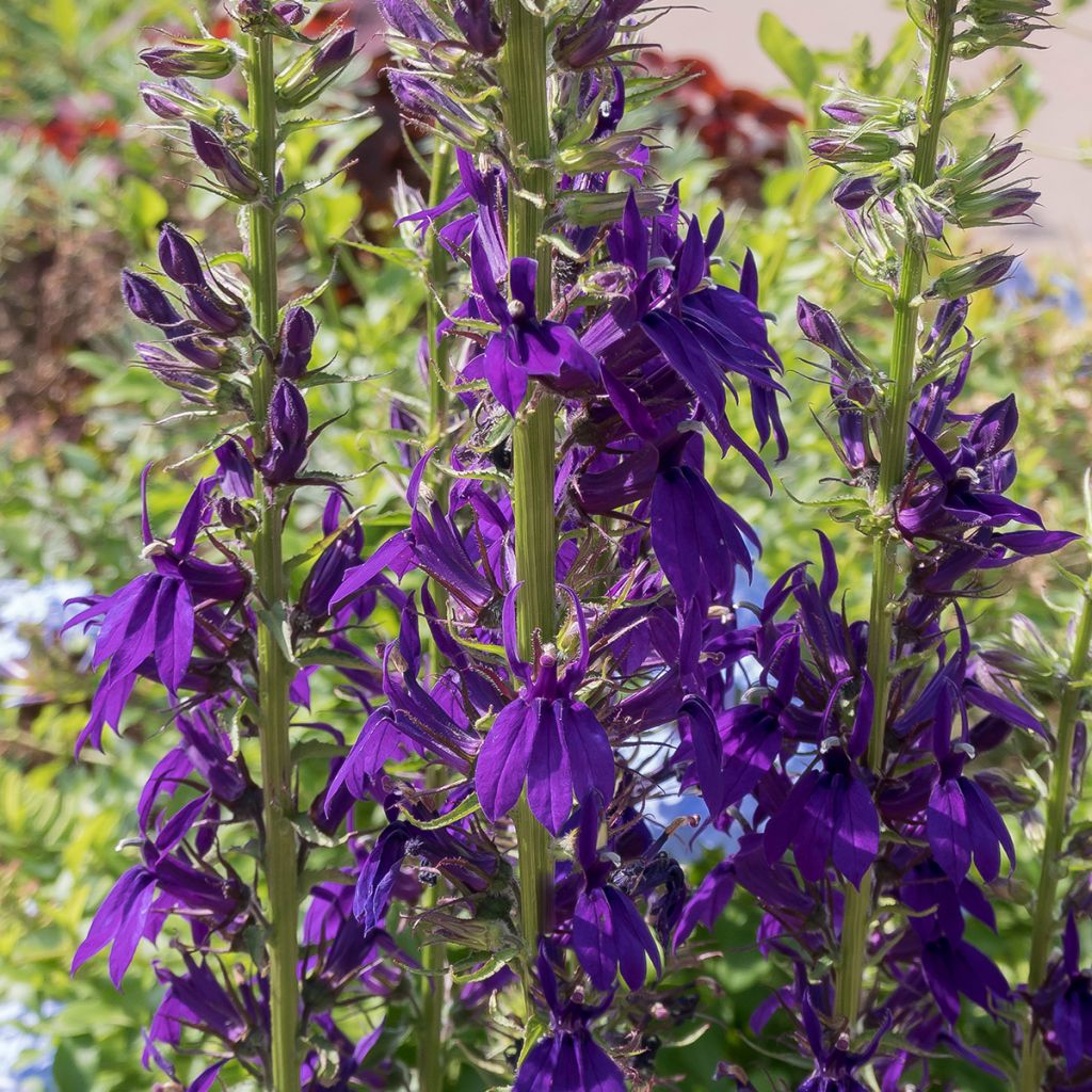 Prachtlobelie Kompliment Blau - Lobelia speciosa