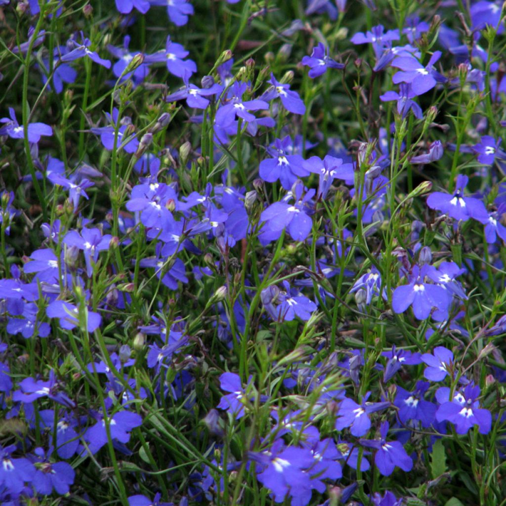 Lobelia erinus pendula Sapphire Cascade (Samen) - Lobelie