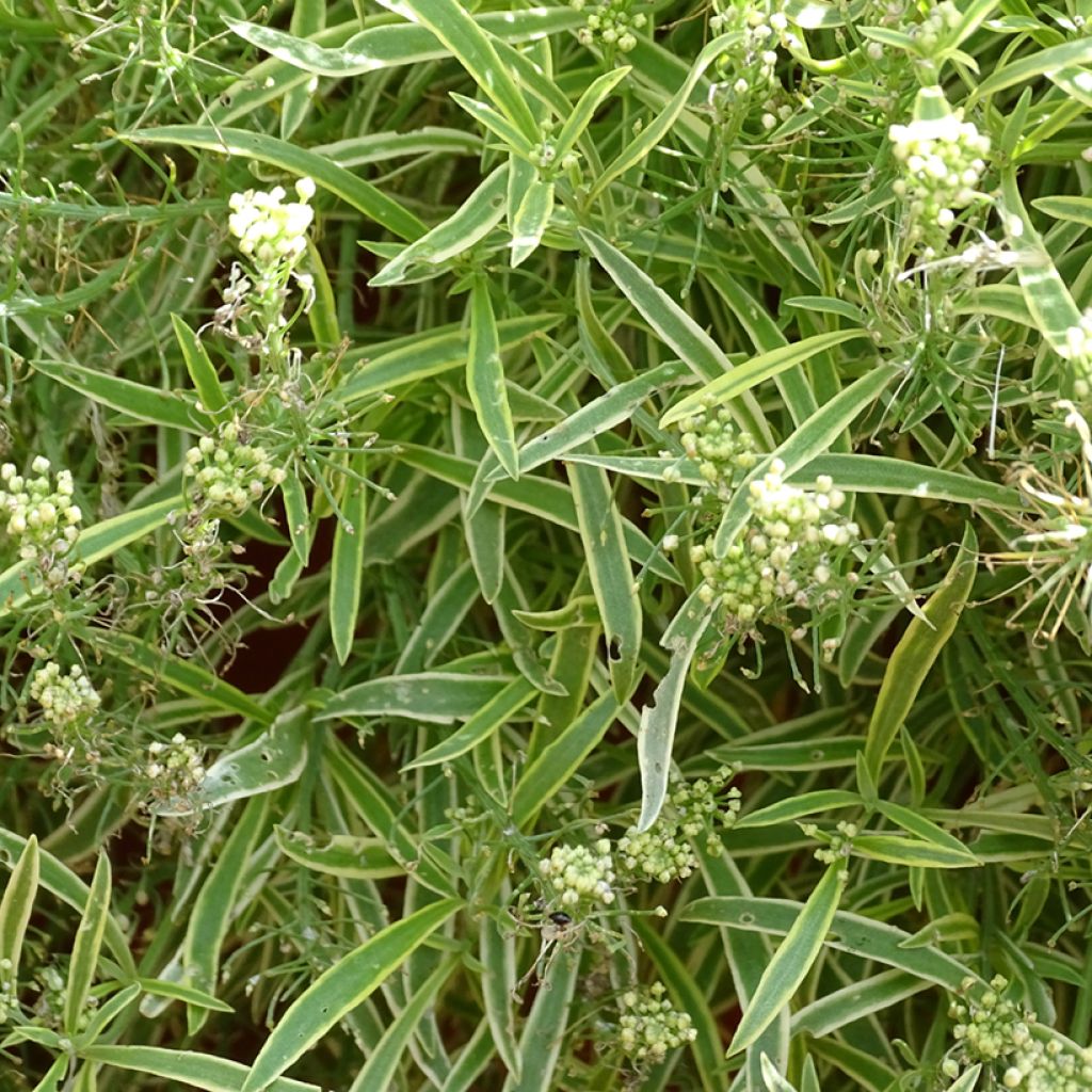 Strand-Silberkraut Primavera Princess - Lobularia