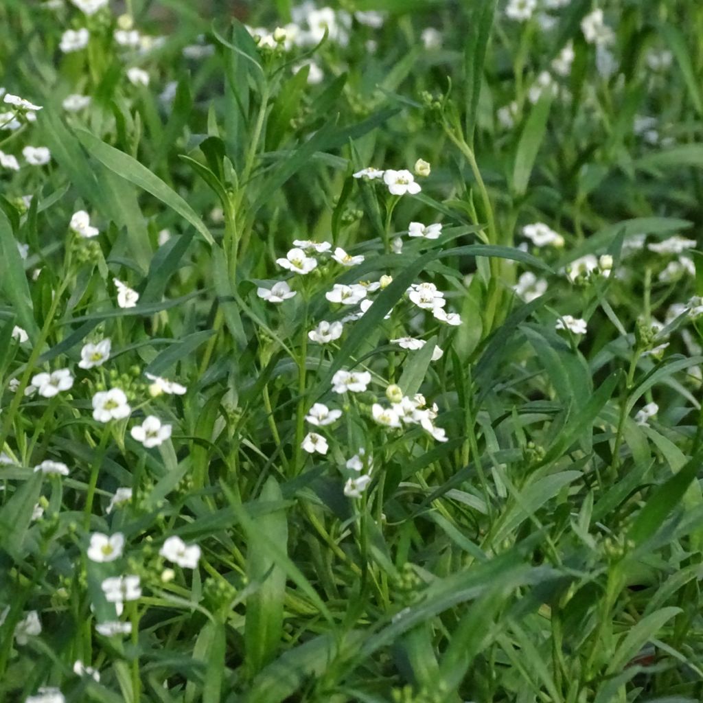 Lobularia Snow Princess - Alysse odorant