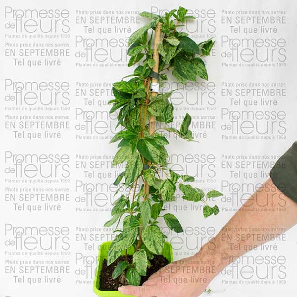 Lonicera japonica Mint Crisp - Japanisches Geißblatt