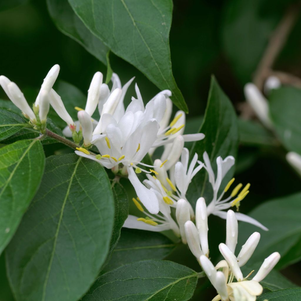 Lonicera maackii - Schirm-Heckenkirsche