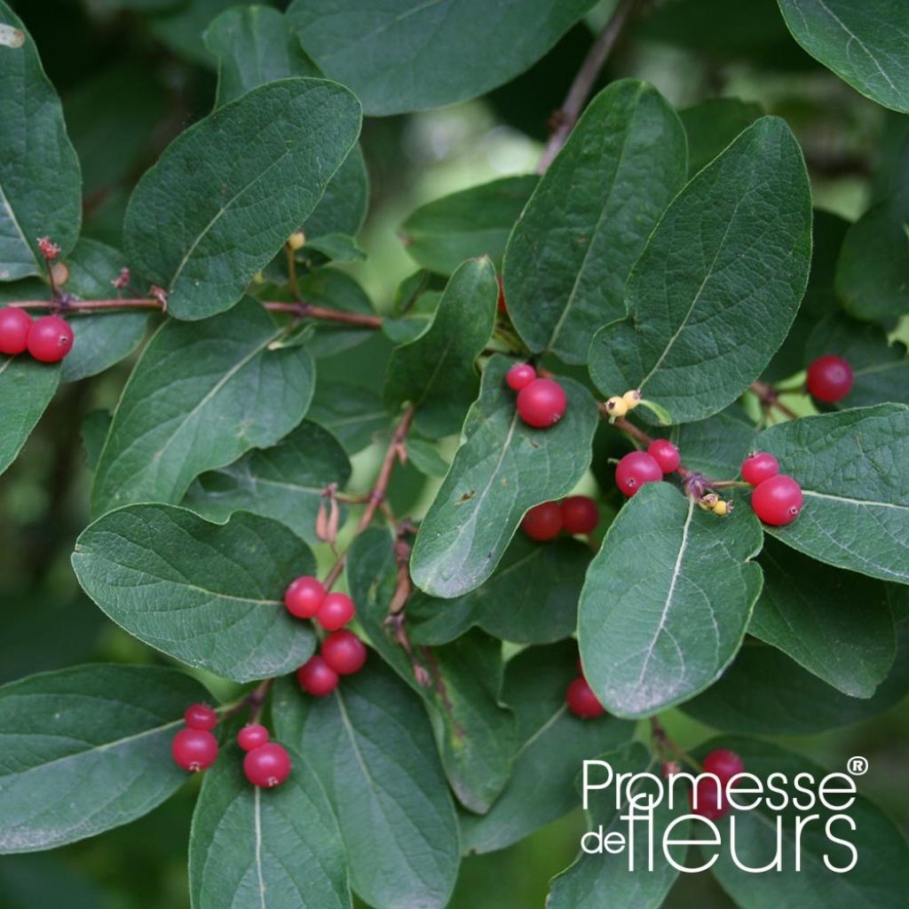 Lonicera tatarica Rosea - Chèvrefeuille de Tartarie