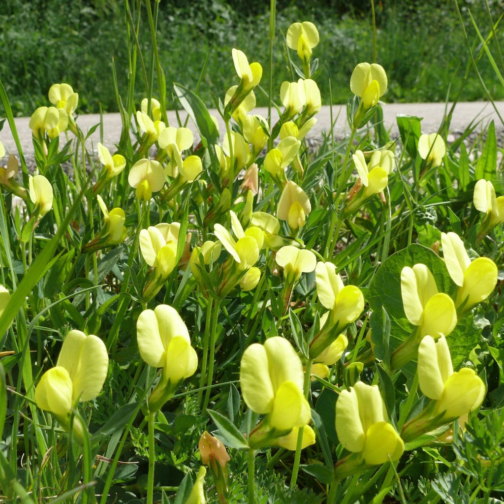 Lotus maritimus - Spargelerbse