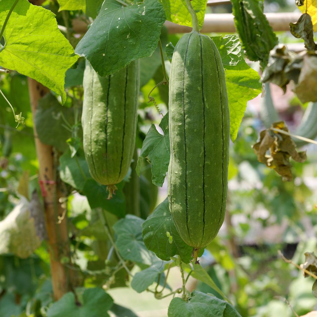 Luffagurke - Luffa cylindrica