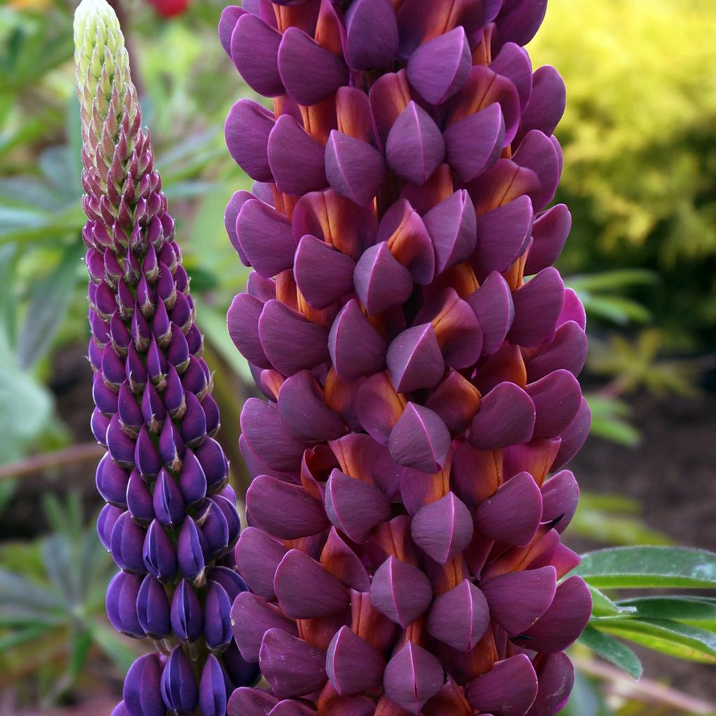 Staudenlupine Masterpiece