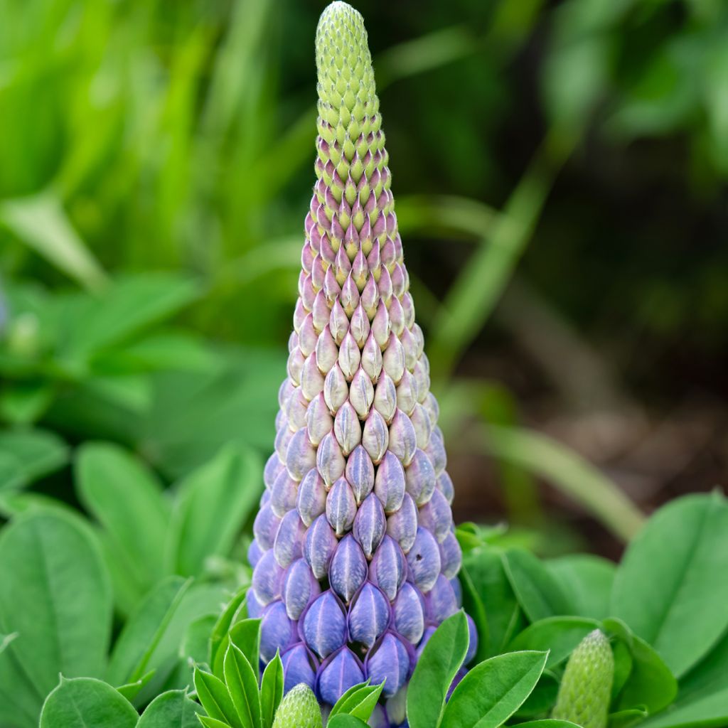 Staudenlupine West Country Persian Slipper