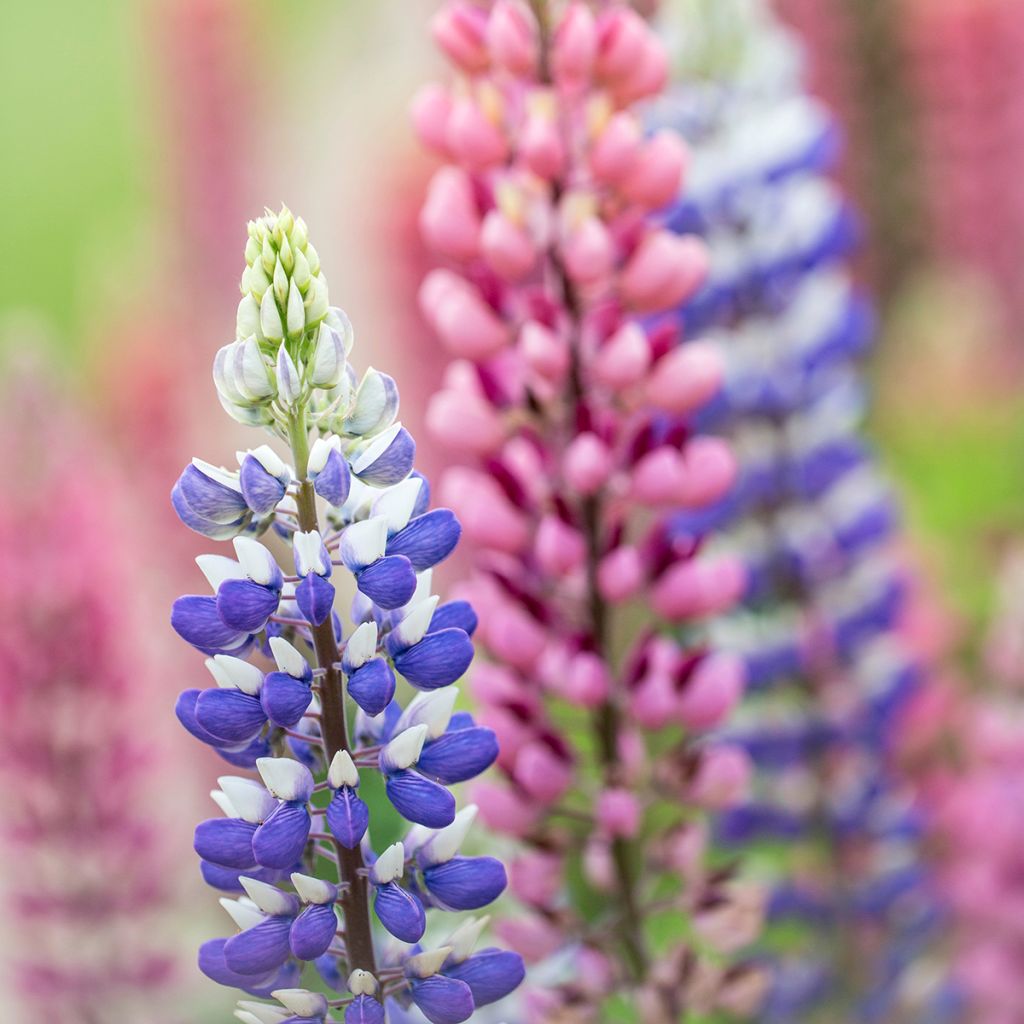 Staudenlupine West Country Persian Slipper