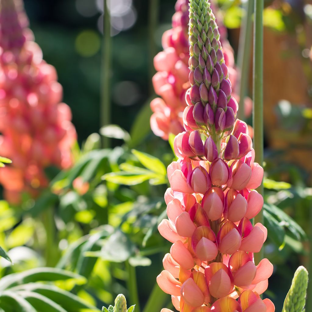 Staudenlupine West Country Terracotta