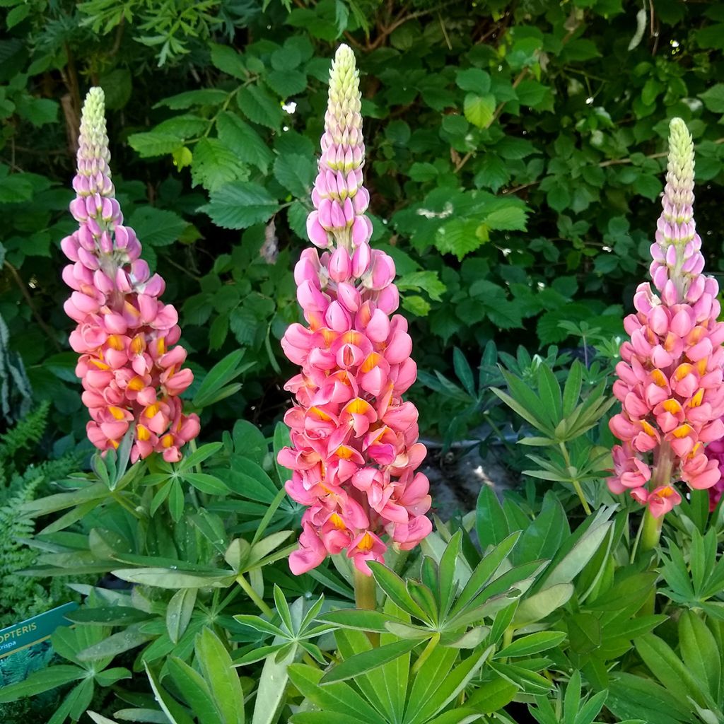 Staudenlupine West Country Terracotta