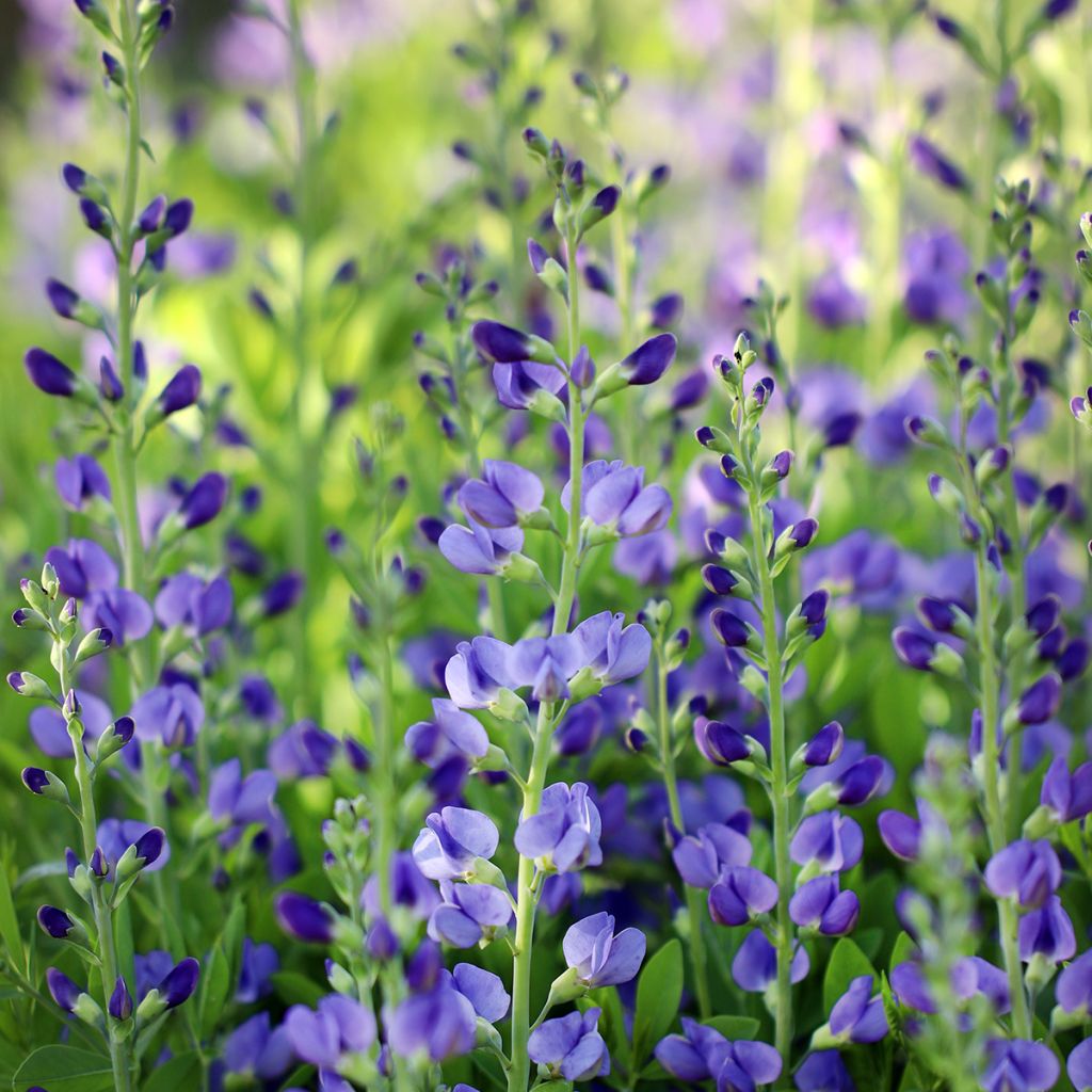 Baptisia australis - Färberhülse