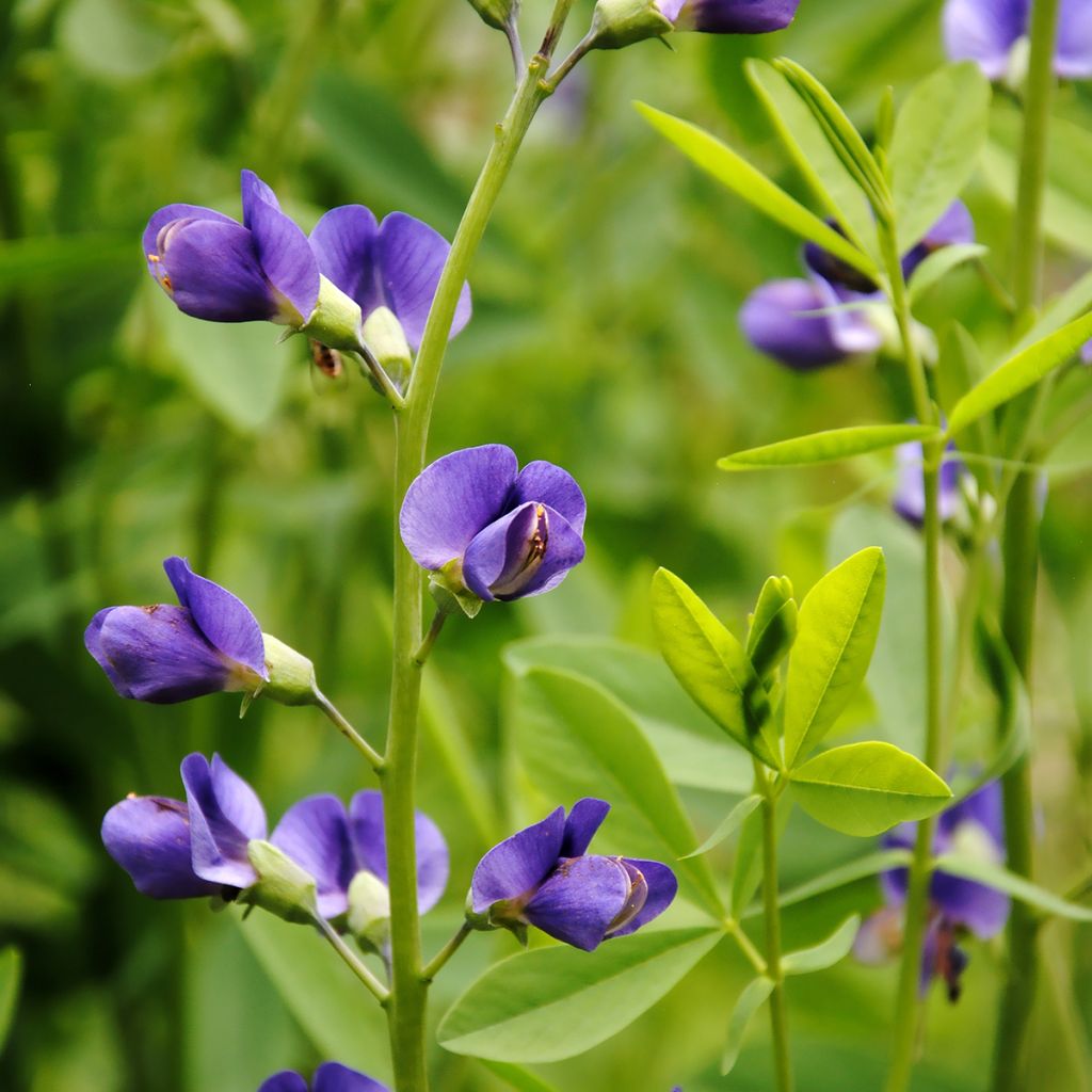 Baptisia australis - Färberhülse