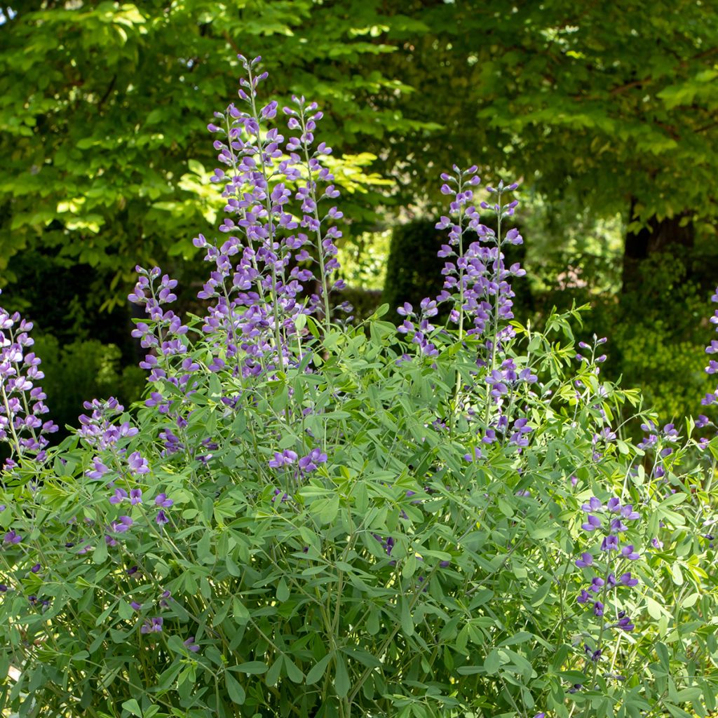 Baptisia australis - Färberhülse