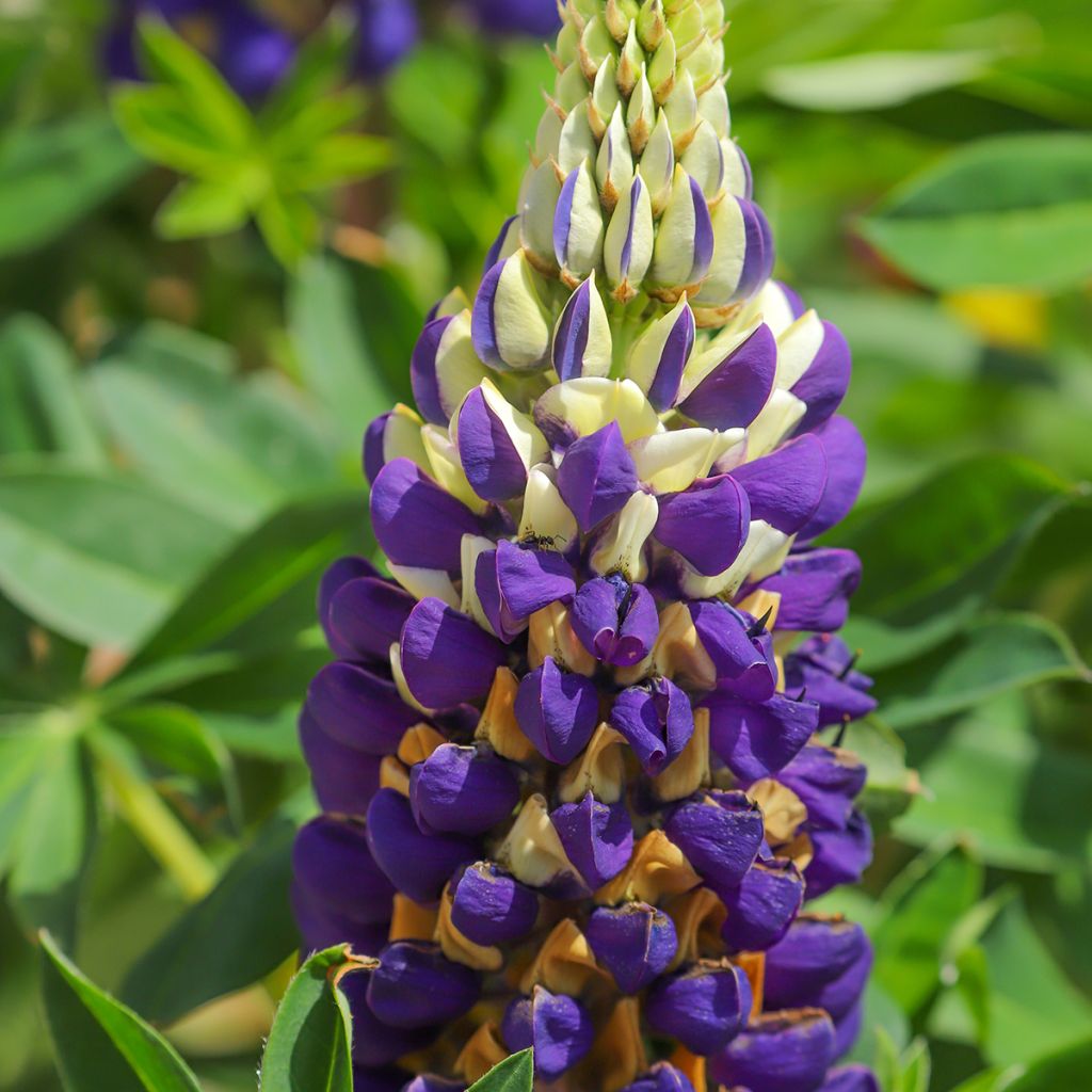 Staudenlupine Gallery Bicolor Yellow and Blue
