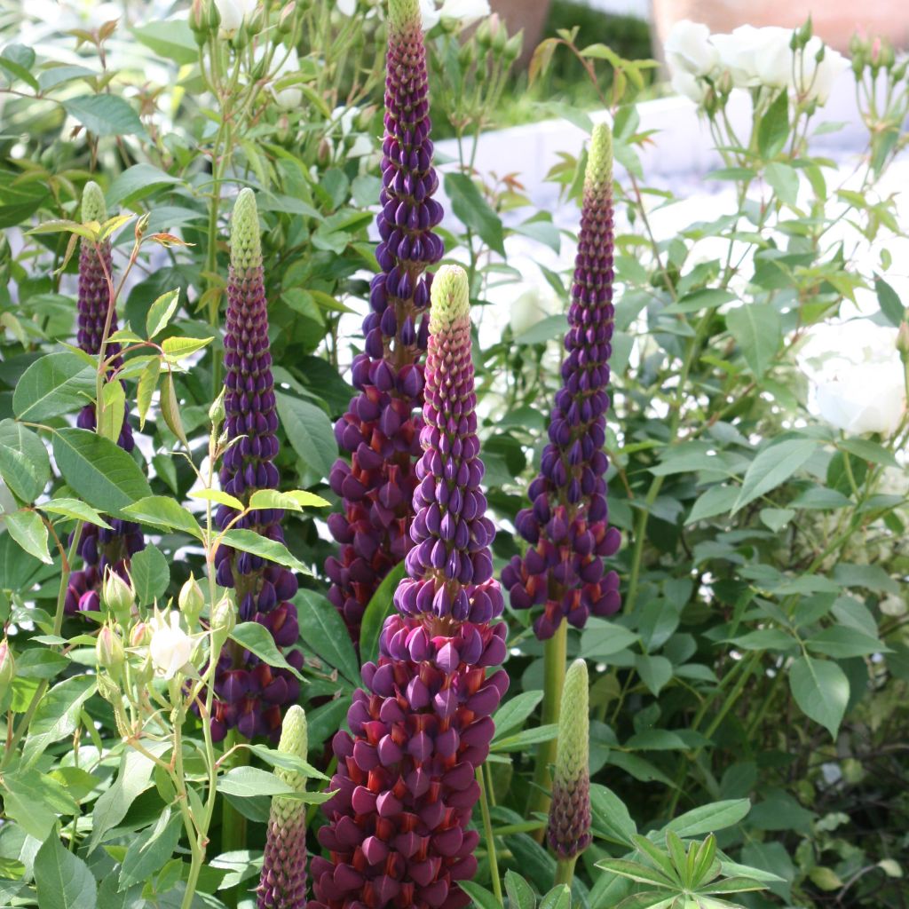 Staudenlupine Masterpiece