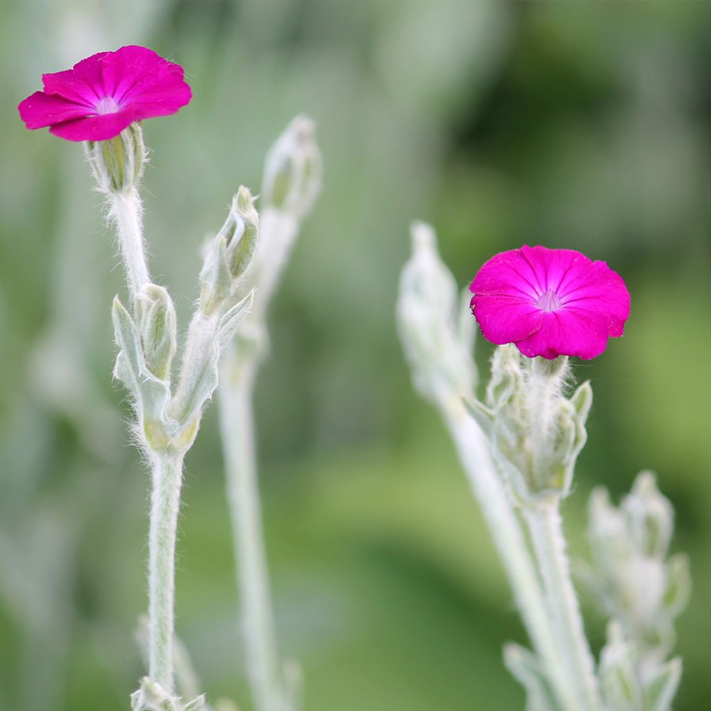 Lychnis coronaria - Kranz-Lichtnelke