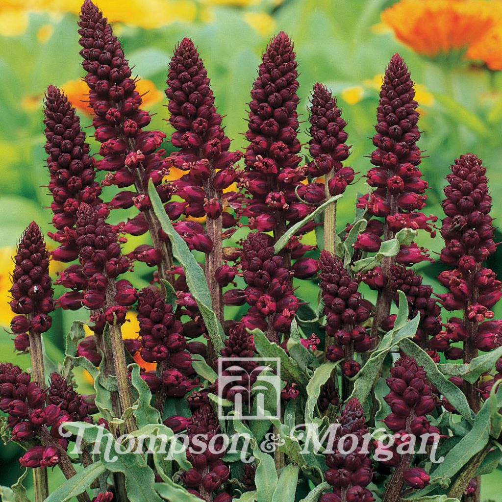Lysimachia atropurpurea (Samen) - Purpurroter Gilbweiderich