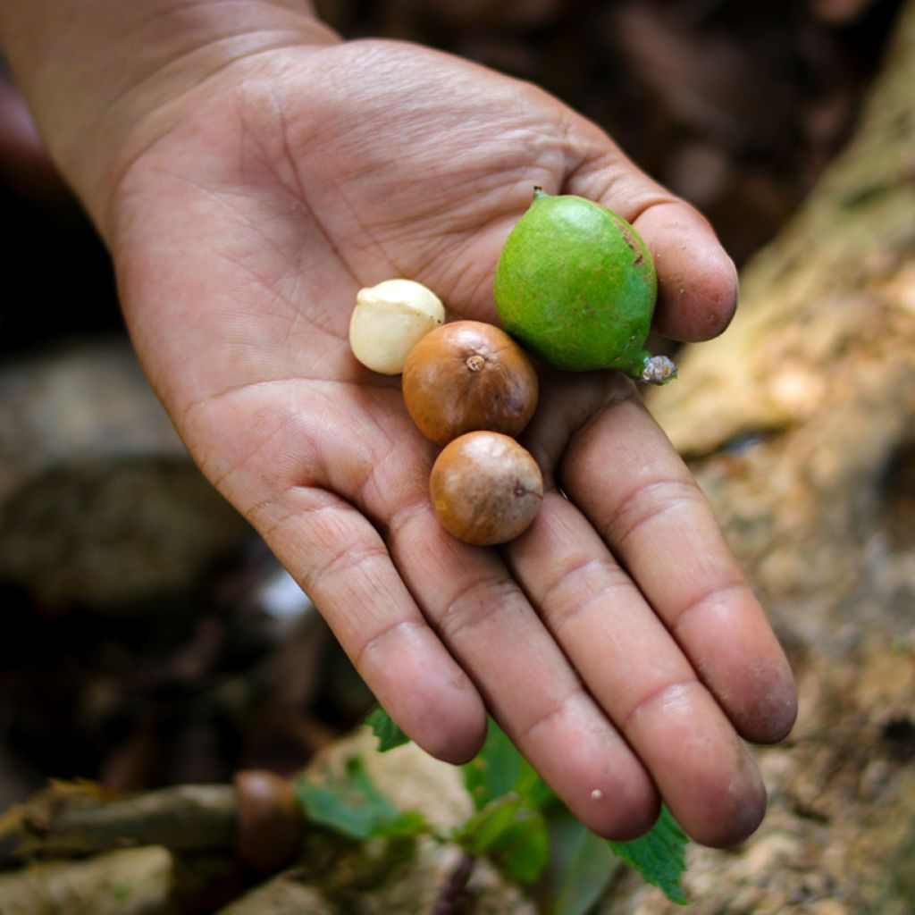 Macadamia integrifolia - Macadamia-Baum